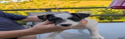 Jack Russell dogs for sale: Traditional type Jack Russell Pup.  - Advert 5
