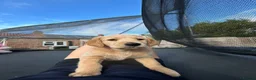 Goldador dogs for sale: Goldador female  in Norwich - Advert 2