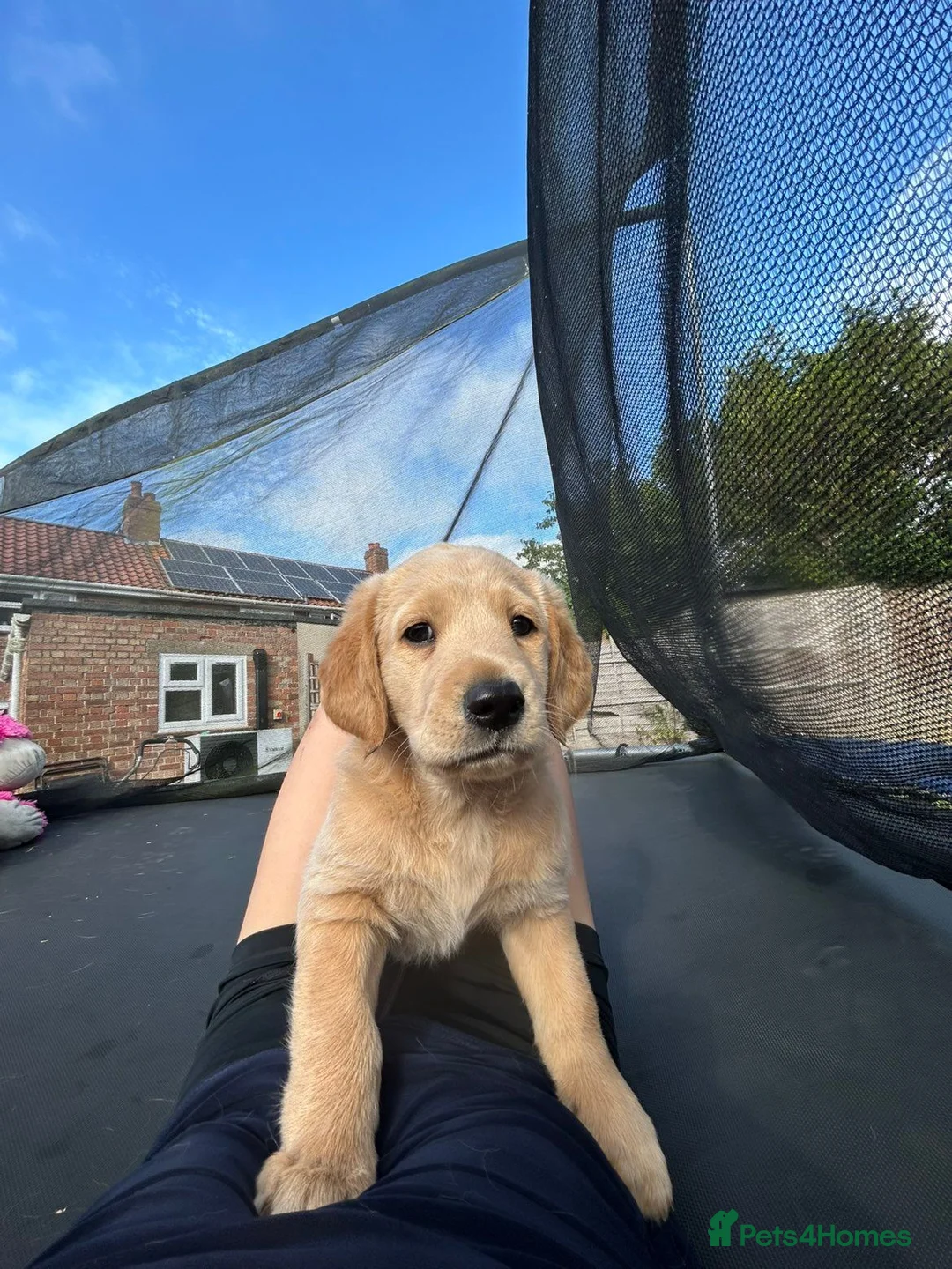Goldador dogs for sale: Goldador female  in Norwich - Advert 2