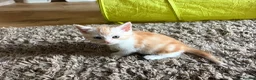 British Shorthair cats for sale: Last boy ready to leave now - Advert 5
