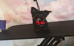 Yorkshire Terrier dogs for stud: Black Yorkshire Terrier Stud - Image 2