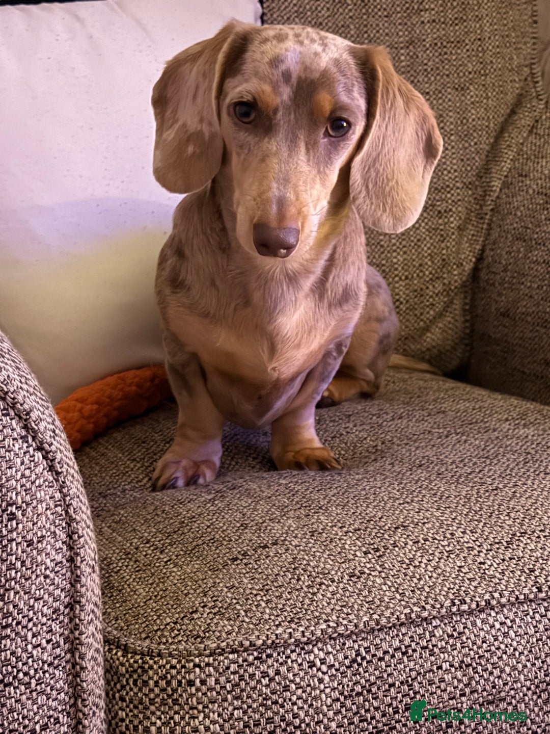 Dachshund dogs for sale: Isabelle Dapple - Advert 1