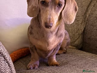 Dachshund dogs Isabelle Dapple - Advert 4