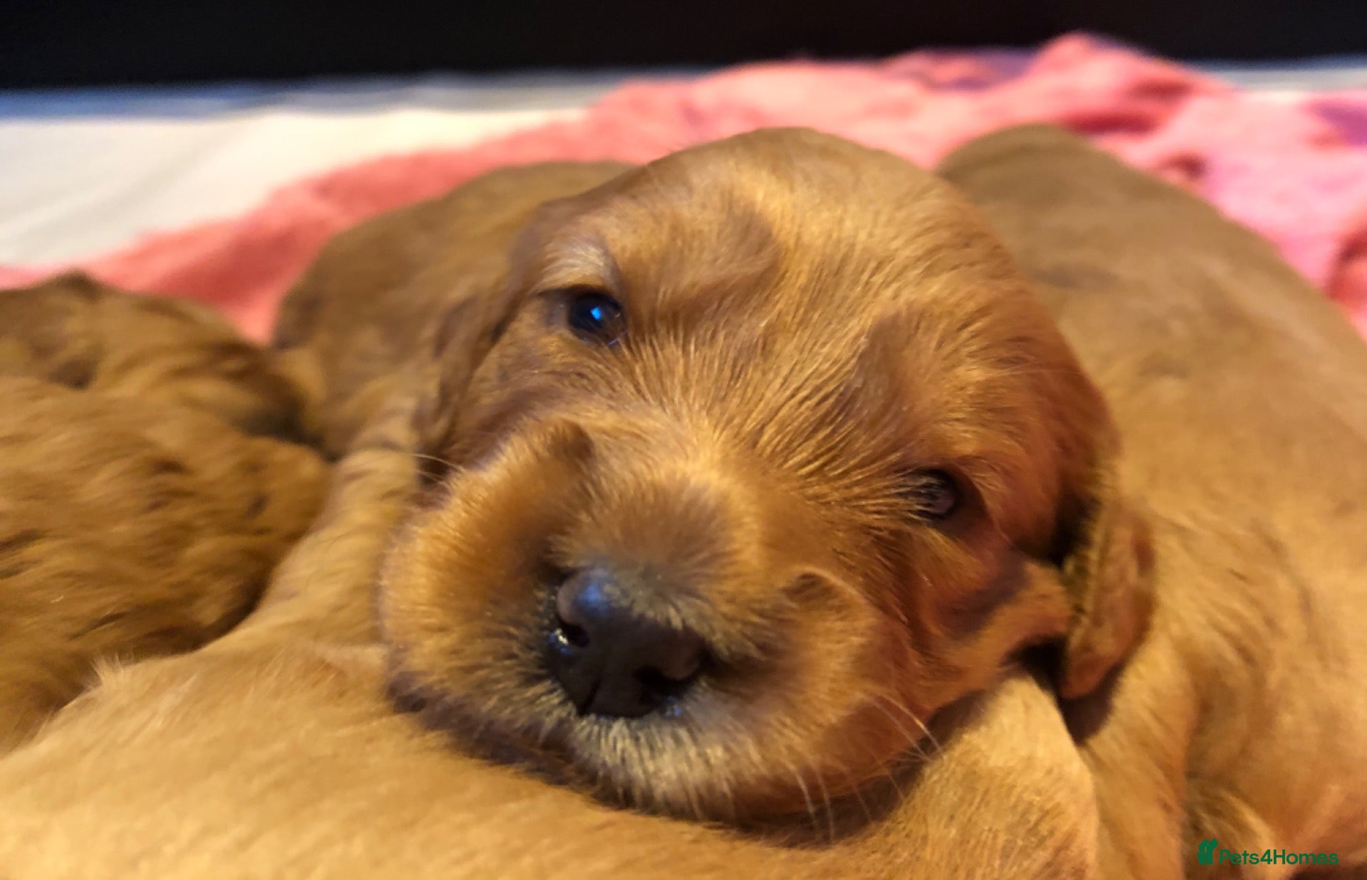 Mini Goldendoodle dogs Fox Red F1 Miniature Goldendoodle 100% DNA Clear - Advert 2