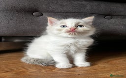 Ragdoll cats for sale: 8 gorgeous ragdoll kitten - Image 2