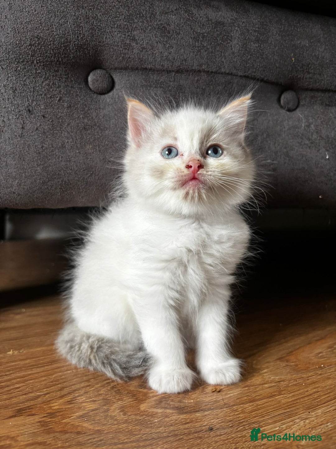 Ragdoll cats for sale: 8 gorgeous ragdoll kitten - Image 2