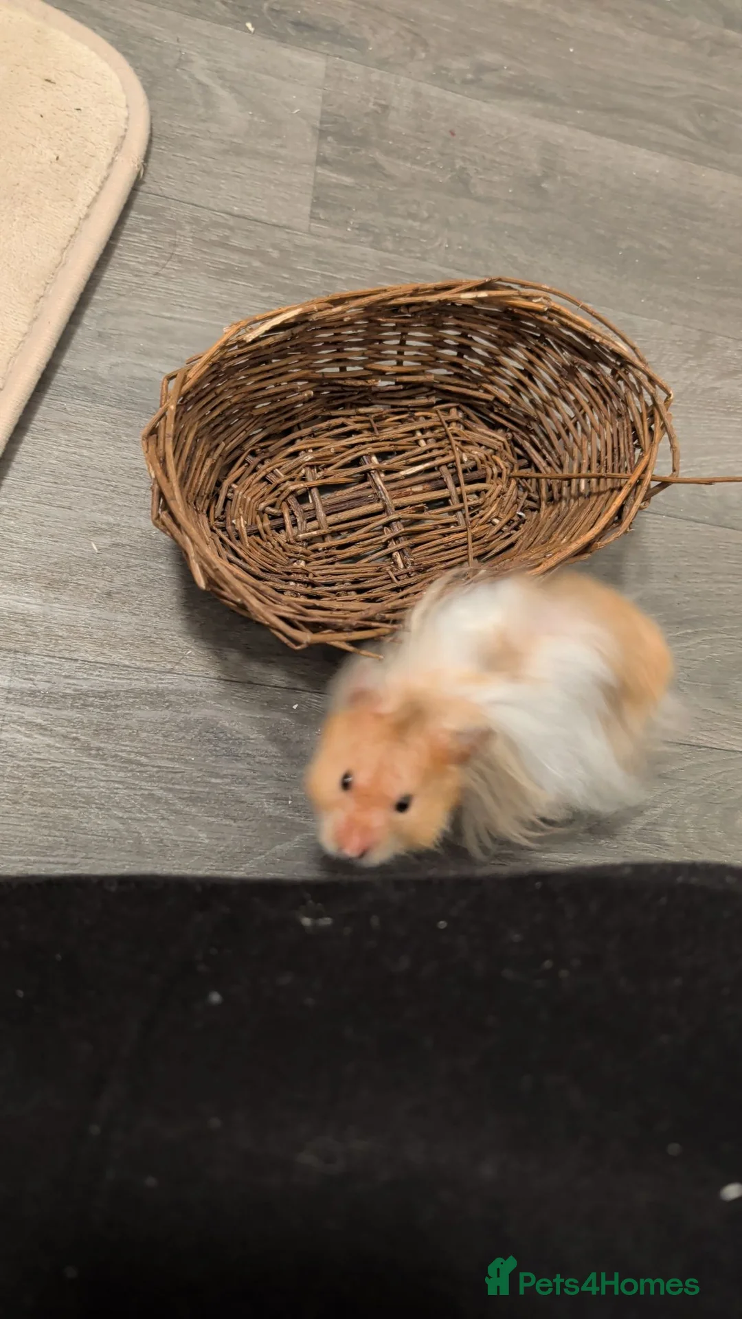Hamster rodents for sale: Teddy bear sryian hamster for sale in Huddersfield - Advert 2