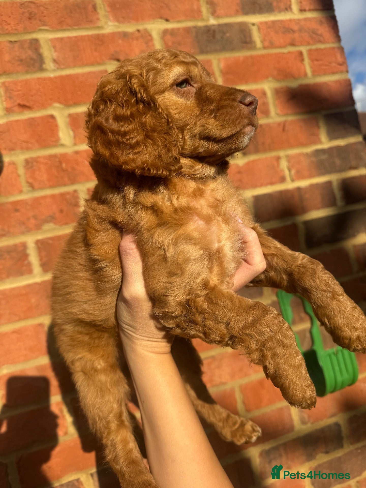 Cockapoo dogs F2 cockapoo 1 RED BOY remaining!  ❤️ - Advert 2