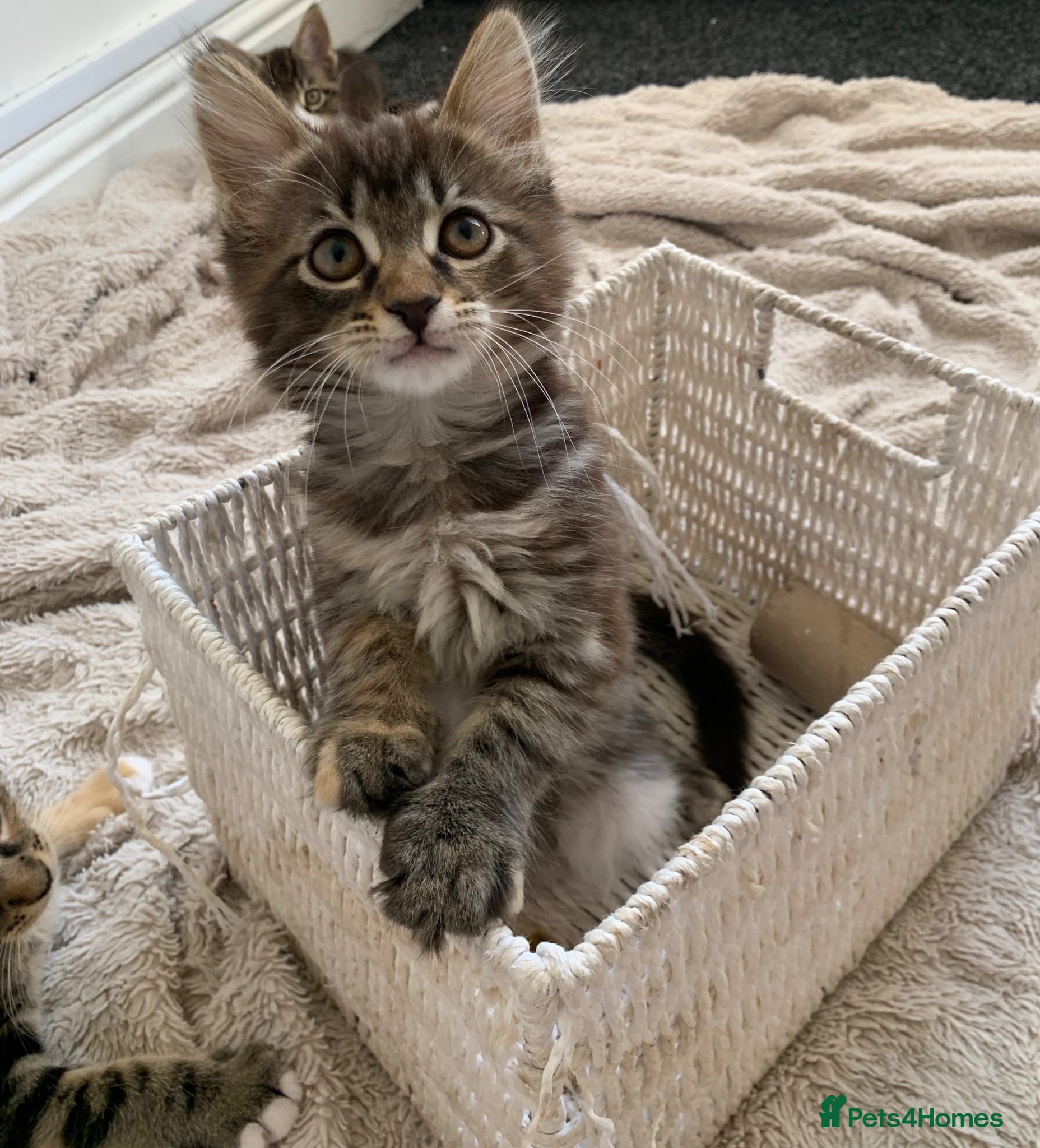 Mixed Breed cats Mixed Main Coon kittens  - Advert 11