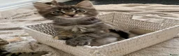 Mixed Breed cats for sale: READY TO GO !!!Mixed Main Coon kittens  - Advert 11