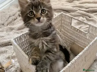 Mixed Breed cats Mixed Main Coon kittens - Advert 4