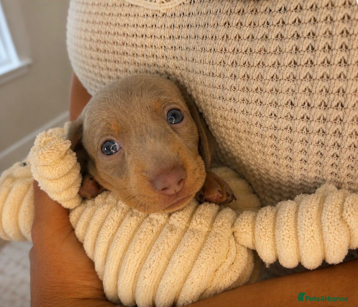 Miniature Dachshund dogs Miniature Dachshunds KC  - Advert 2