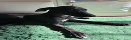 Mixed Breed dogs for sale: Whippet puppies for sale. - Advert 12