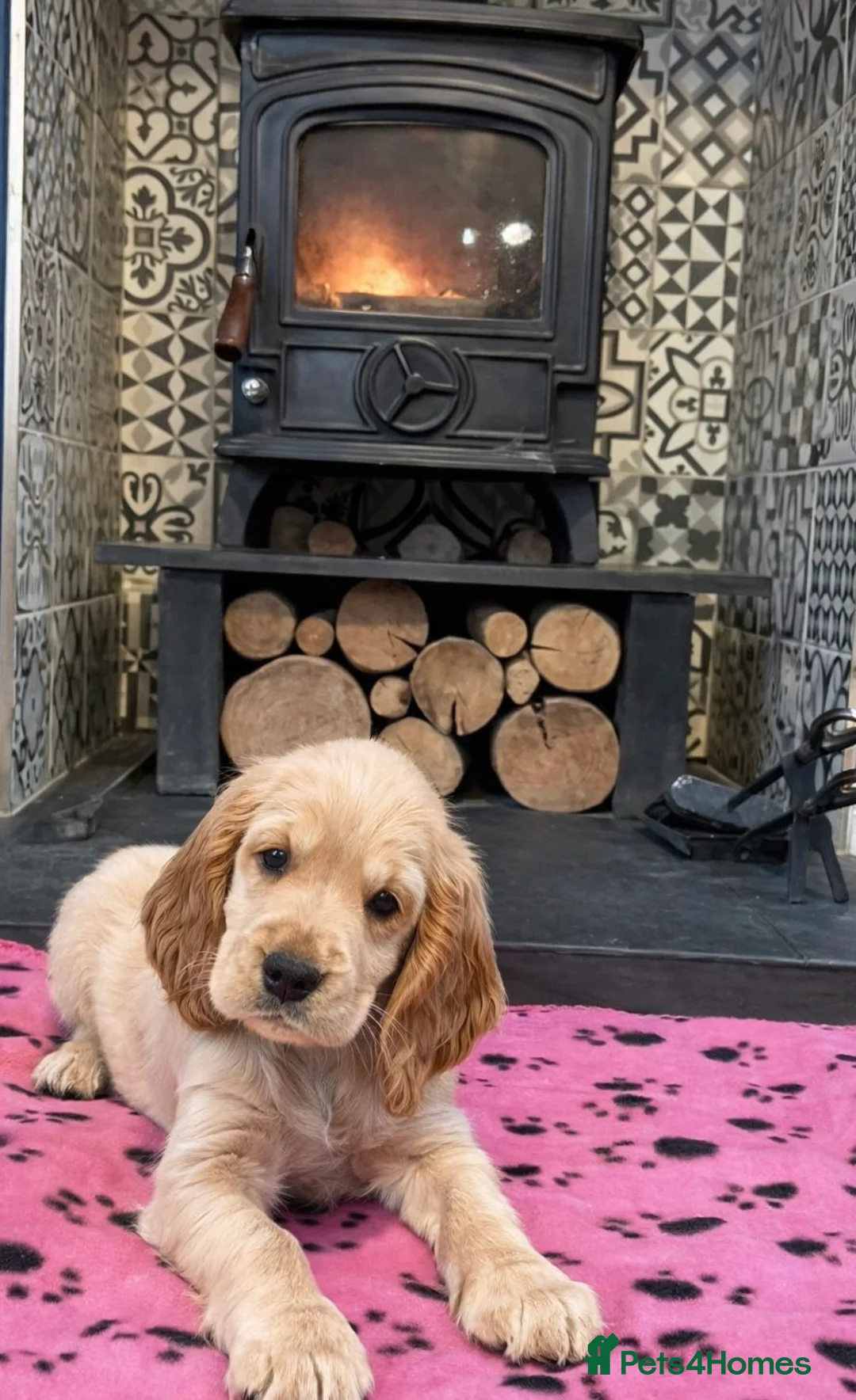 Cocker Spaniel dogs for sale: **Available Now ** 1 Beautiful Golden Show Cocker - Advert 4