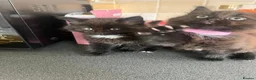 Mixed Breed cats for sale: Stunning Kittens Ready Now - Advert 12