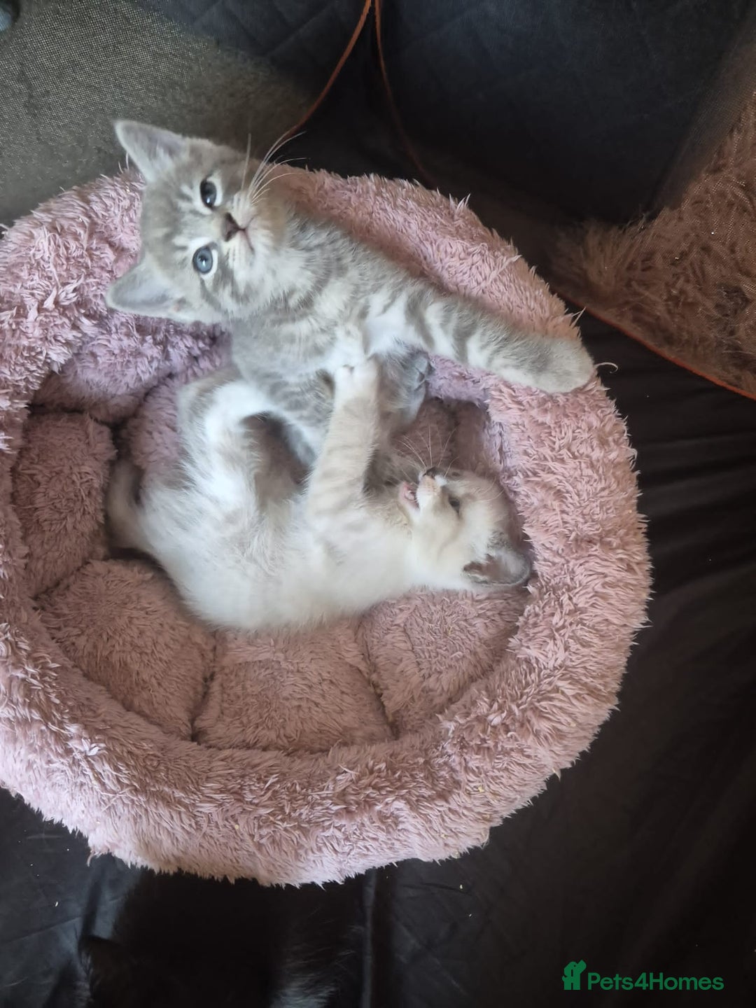 Norwegian Forest Cat cats for sale: Norwegian forest mixed tabby - Image 9