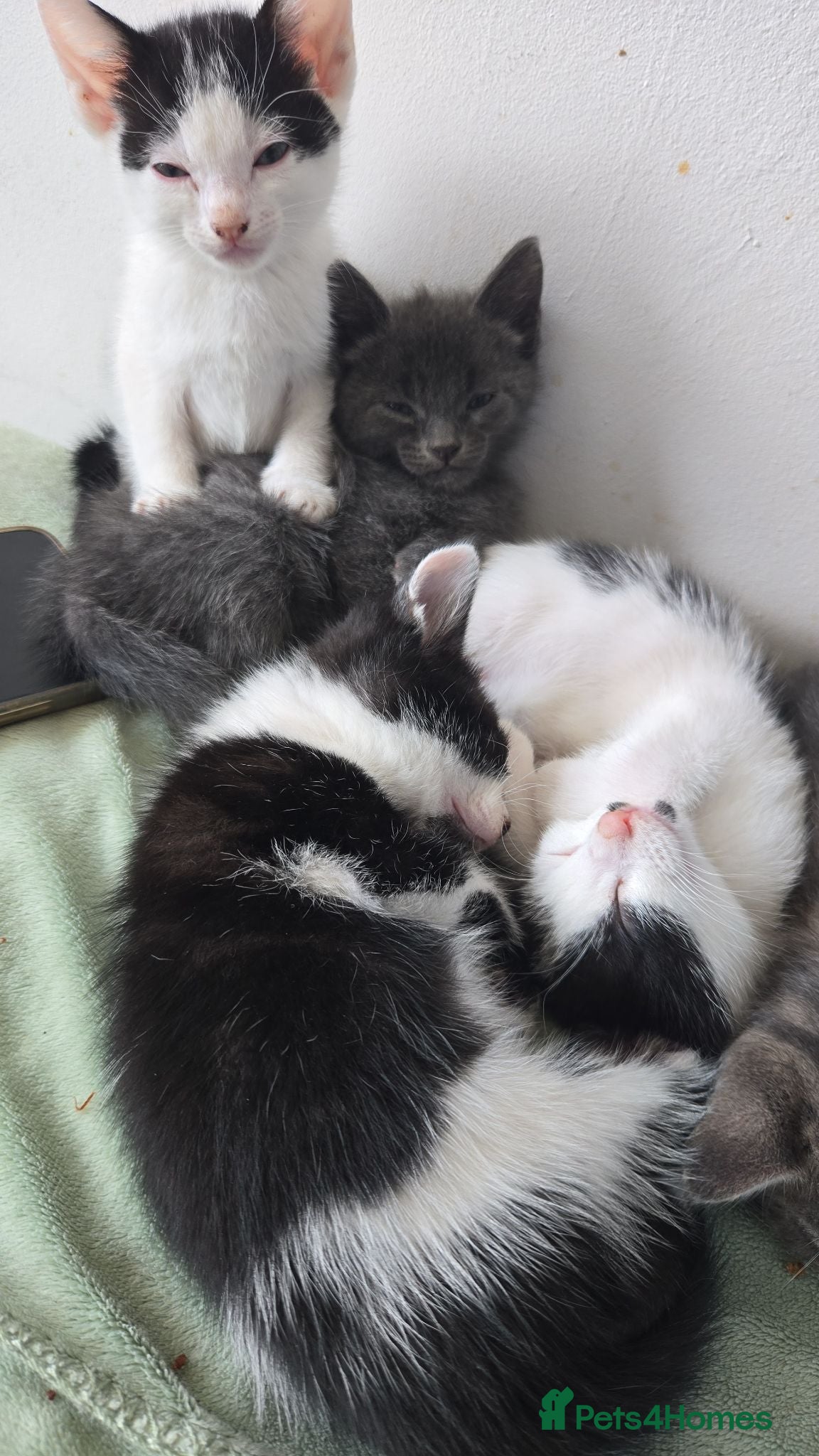Mixed Breed cats 7xKittens🐈‍⬛️🐈 - Advert 15