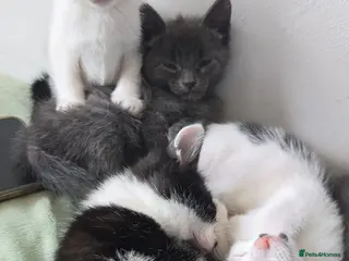 Mixed Breed cats 7xKittens🐈⬛️🐈 - Advert 15