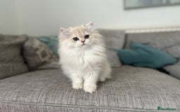 British Longhair cats for sale: Lilac golden shaded kittens (cy12) - Image 5