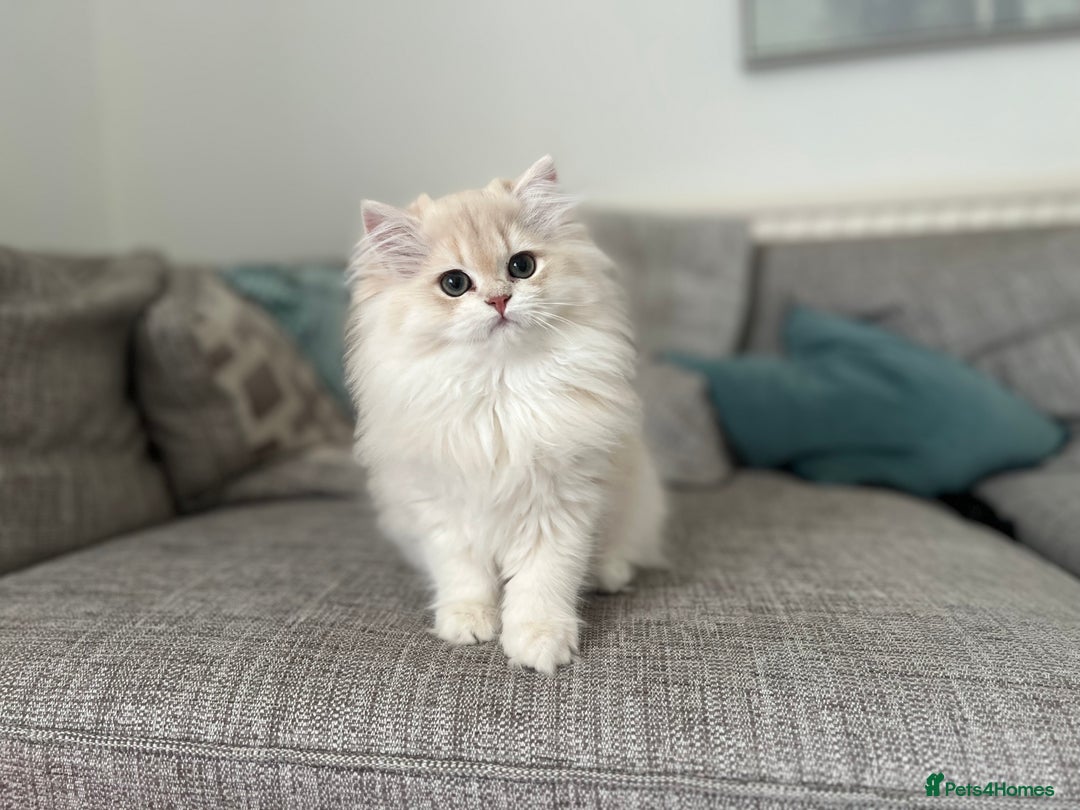 British Longhair cats for sale: Lilac golden shaded kittens (cy12) - Image 5