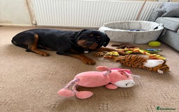 Rottweiler dogs for sale: 3 year old rottie - Image 6