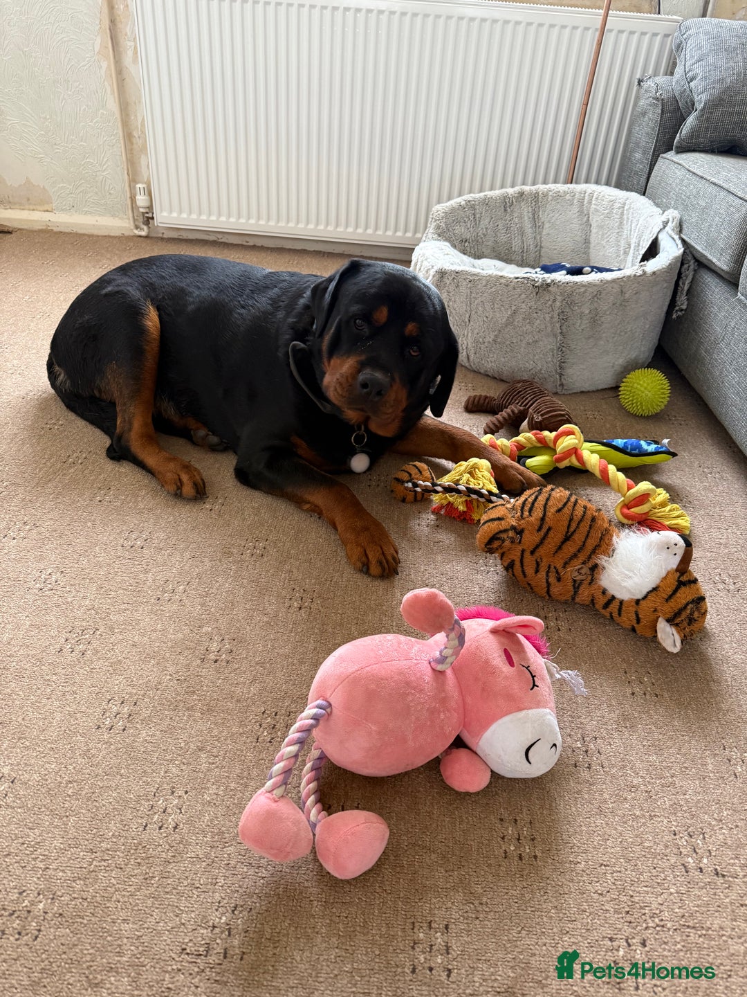 Rottweiler dogs for sale: 3 year old rottie - Image 6