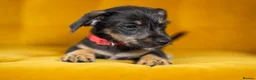 Jackshund dogs for sale: Daxijax/Jackshund/Dachshund/Jack - READY TO GO - Advert 9