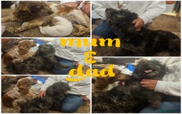 Cockapoo dogs for sale: Beautiful/healthy F1 cockapoo’s.3 girls🩷3 boys🩵 - Image 23