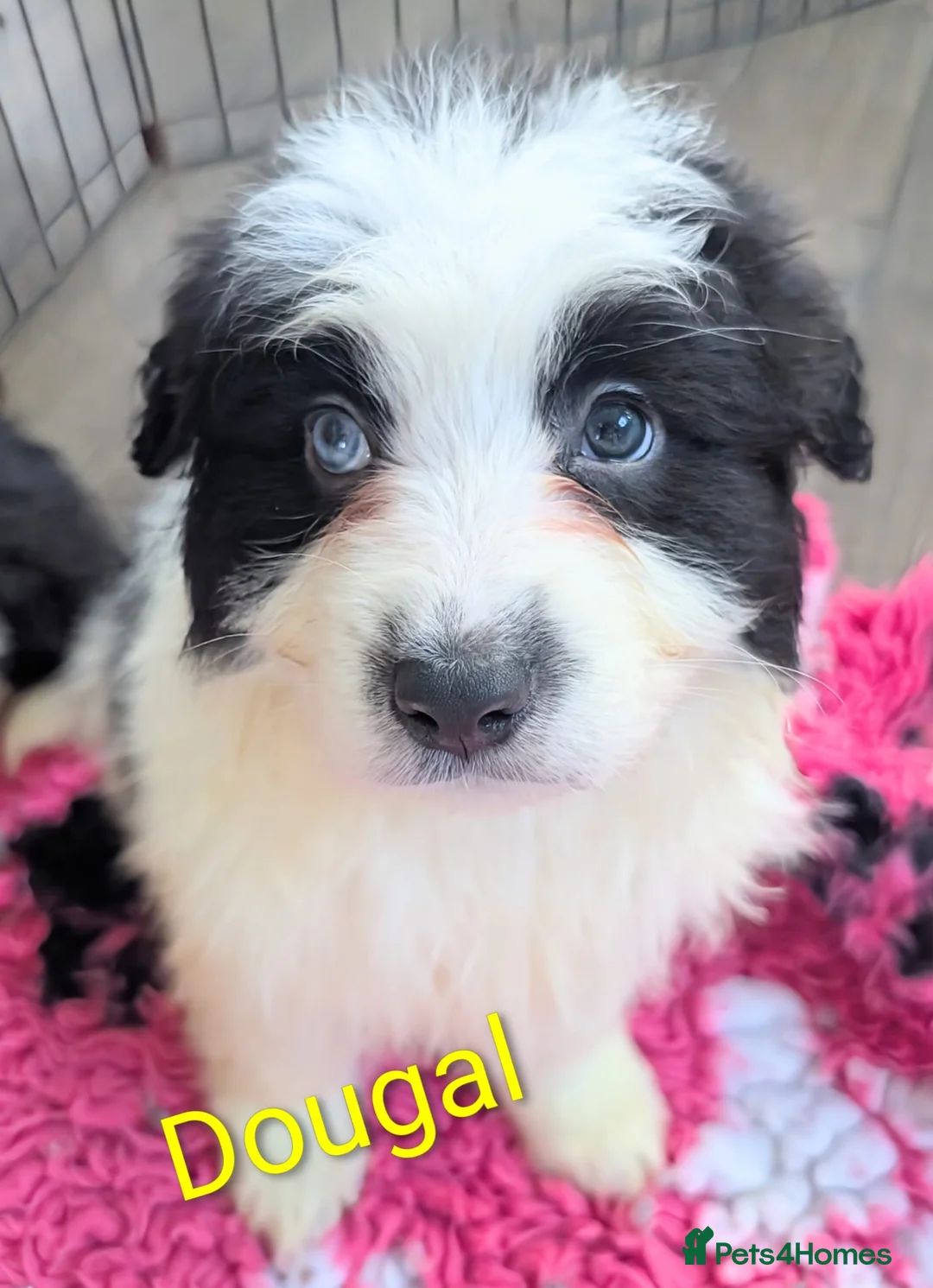 Mixed Breed dogs for sale: Samoyed X Welsh Border Collie Puppies - Advert 4