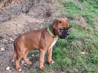 Boxer dogs Female boxer puppy kc reg 5 star licence - Advert 5