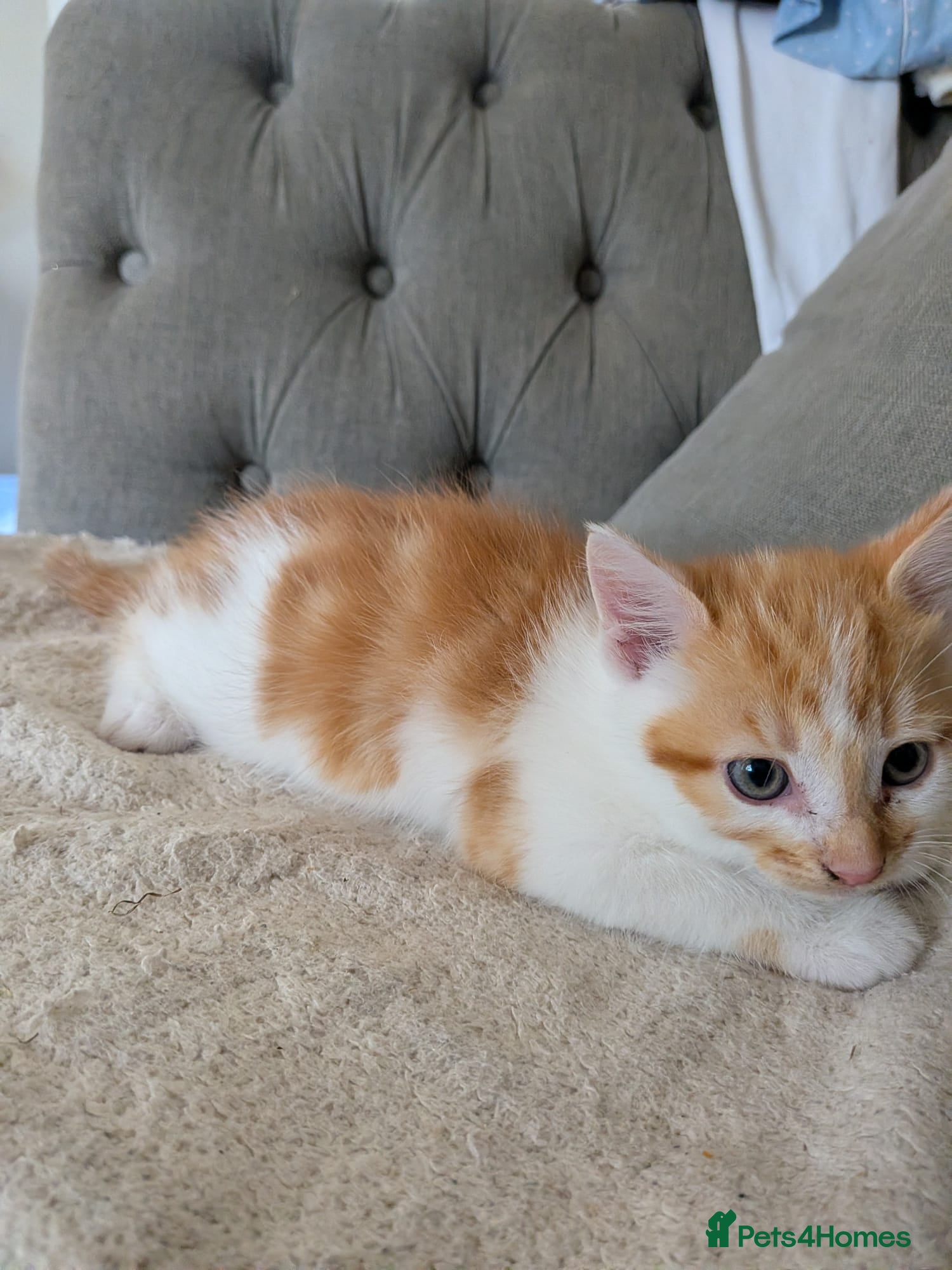 Mixed Breed cats Kittens for sale - Advert 2