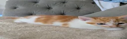 Mixed Breed cats for sale: Kittens for sale - Advert 1