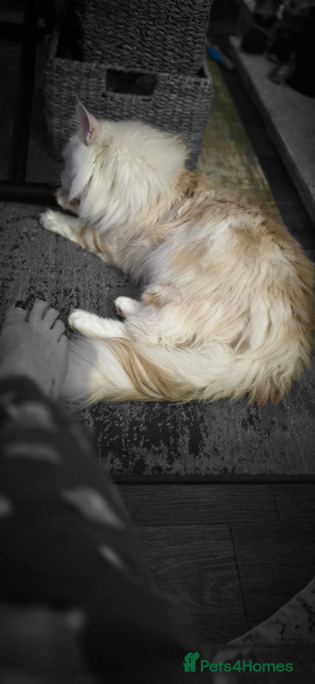 Maine Coon cats for stud: Beautiful male for stud  - Advert 2