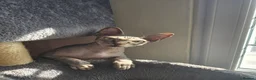 Sphynx cats for sale: HANDSOME BLACK TABBY SPHYNX BOY! 🖤🐾 - Advert 6
