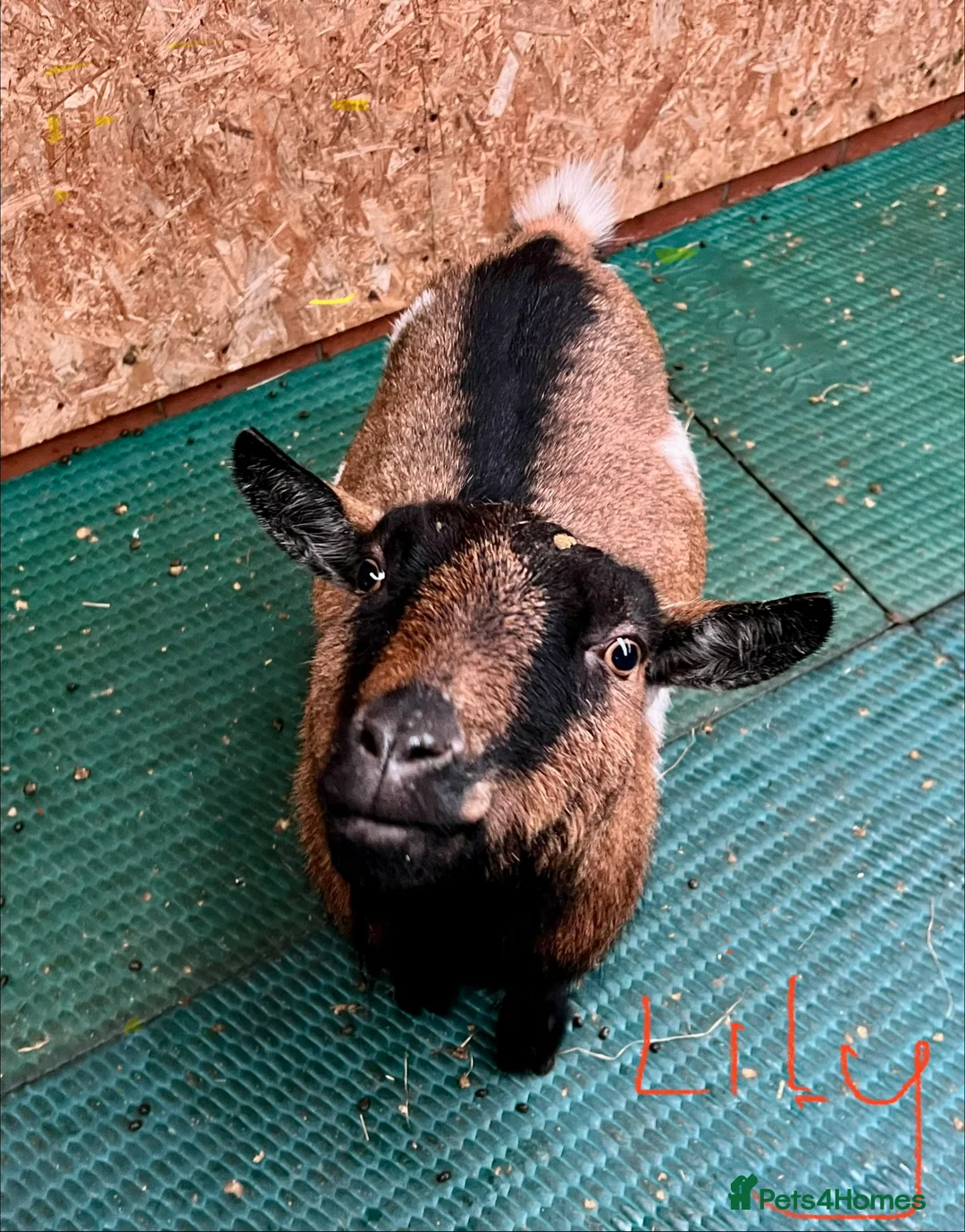 Goats livestock for sale: Pygmy goats, disbudded nanny’s  - Advert 4