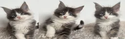 Maine Coon cats for sale: Blue Eyed Maine Coon Boy | Champion Lines - Advert 3
