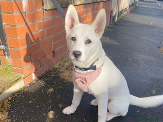 Siberian Husky dogs - Advert 6