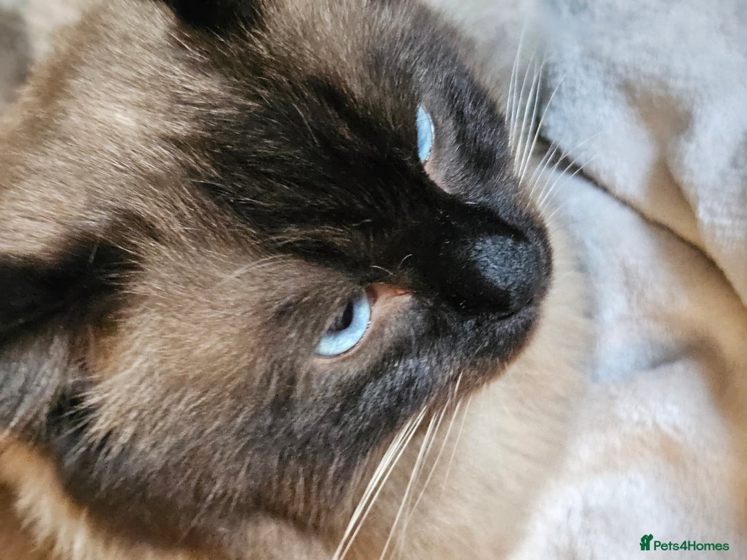 Ragdoll cats for sale: Ragdoll kittens  - Image 6