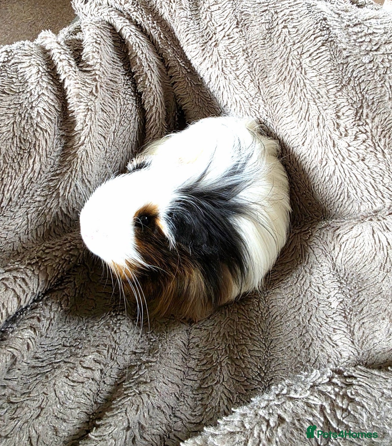 Guinea Pig rodents Guinea Pig Boys - Advert 1