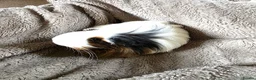 Guinea Pig rodents for sale: Guinea Pig Boys - Advert 1