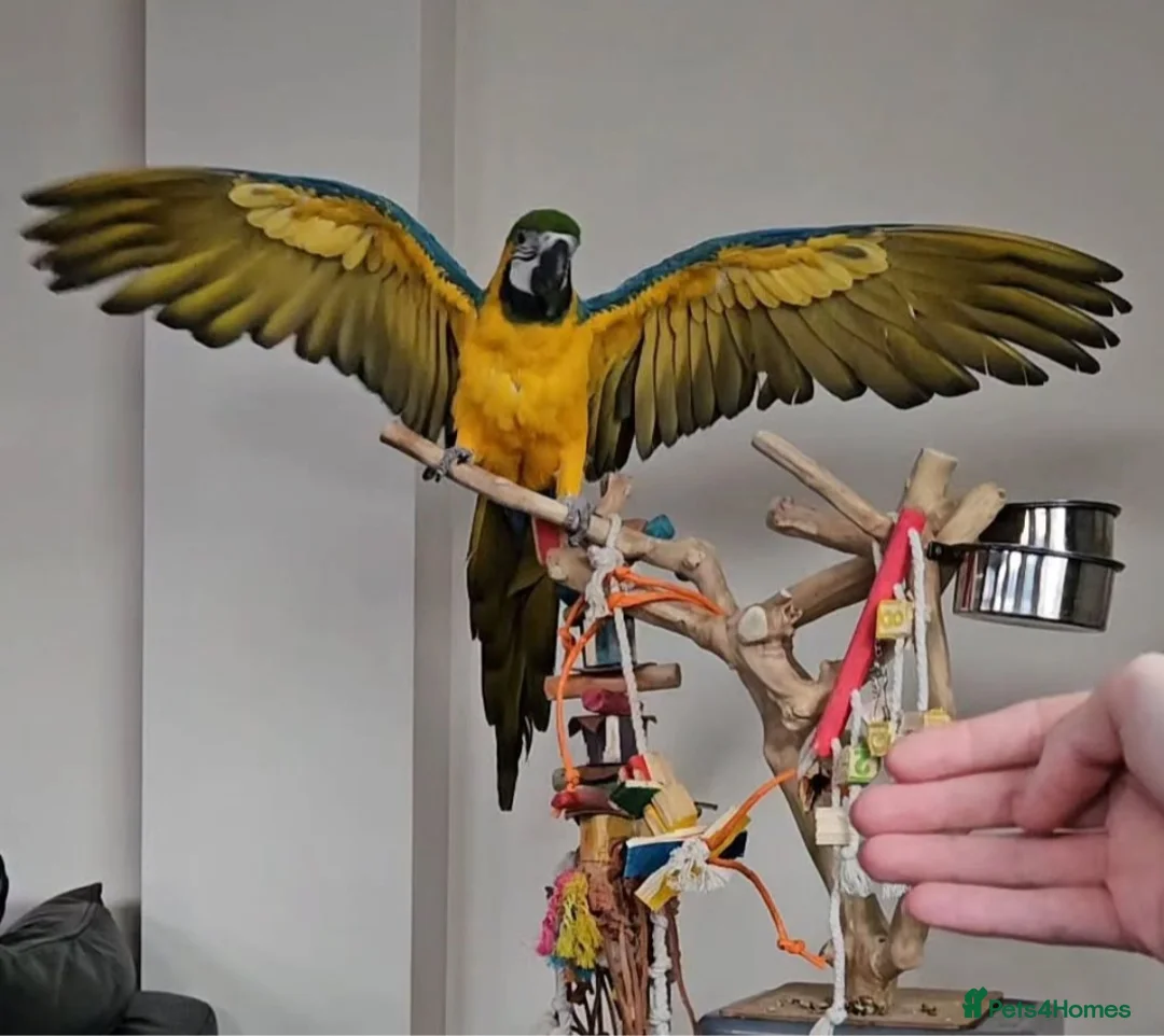 Macaws birds for sale: B&G Macaw  - Advert 1