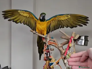 Macaws birds B&G Macaw - Advert 1