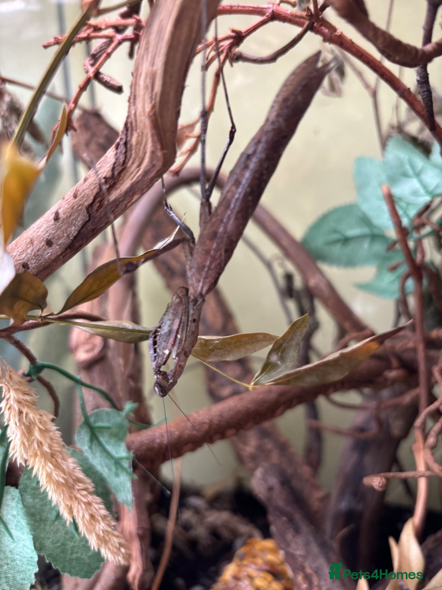 Praying Mantis invertebrates South american dead leaf mantis - adult male - Advert 1