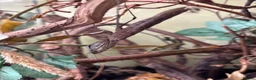 Praying Mantis invertebrates for sale: South american dead leaf mantis - adult male - Advert 1