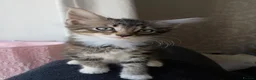 Maine Coon cats for sale: Maine Coon Cross Kittens - Advert 4