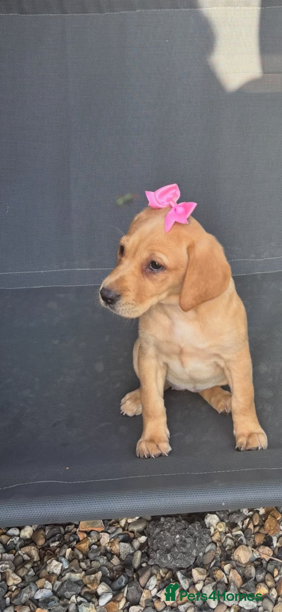 Labrador Retriever dogs Kc registered Working labrador puppies  - Advert 1