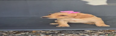 Labrador Retriever 6