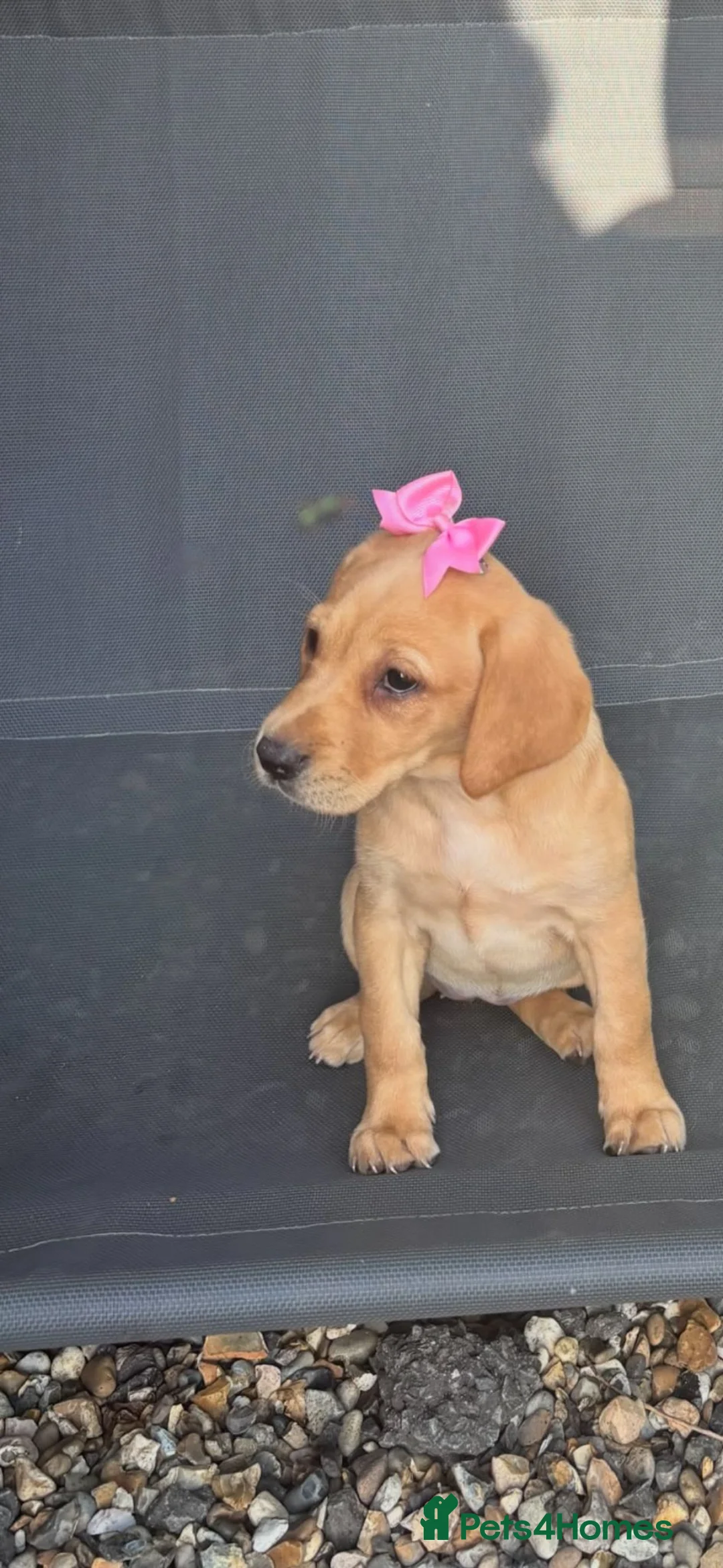 Labrador Retriever dogs for sale: Kc registered Working labrador puppies  - Advert 1