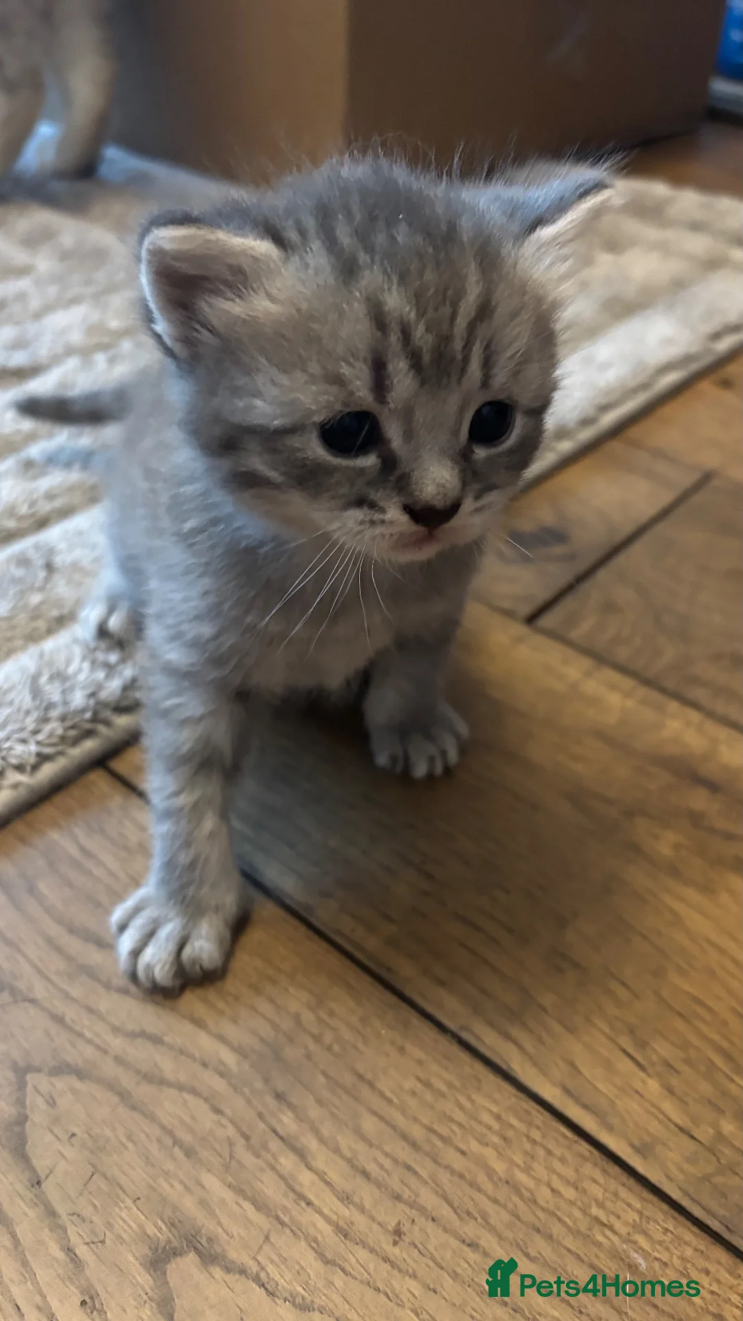 British Shorthair cats for sale: Silver tipped BSH - Advert 17