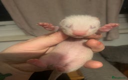 Ferret rodents for sale: 2 female kits available in 2 weeks  - Image 8